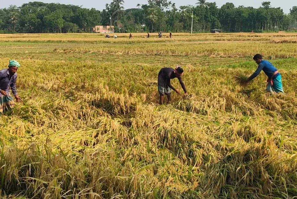 ধান কাটার শ্রমিকের সংকট, চরম বিপাকে কৃষক