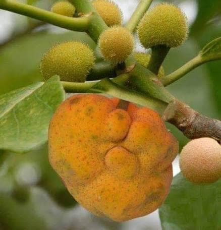 হারিয়ে যাচ্ছে দেশীয় ফল